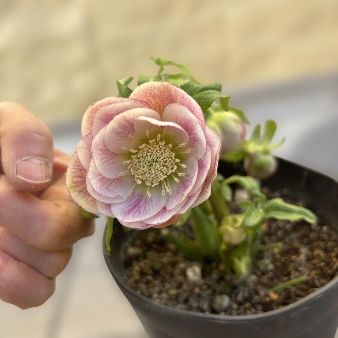 広瀬園芸　リバーシブルグラデーションピンク　クリスマスローズ　開花株　現品