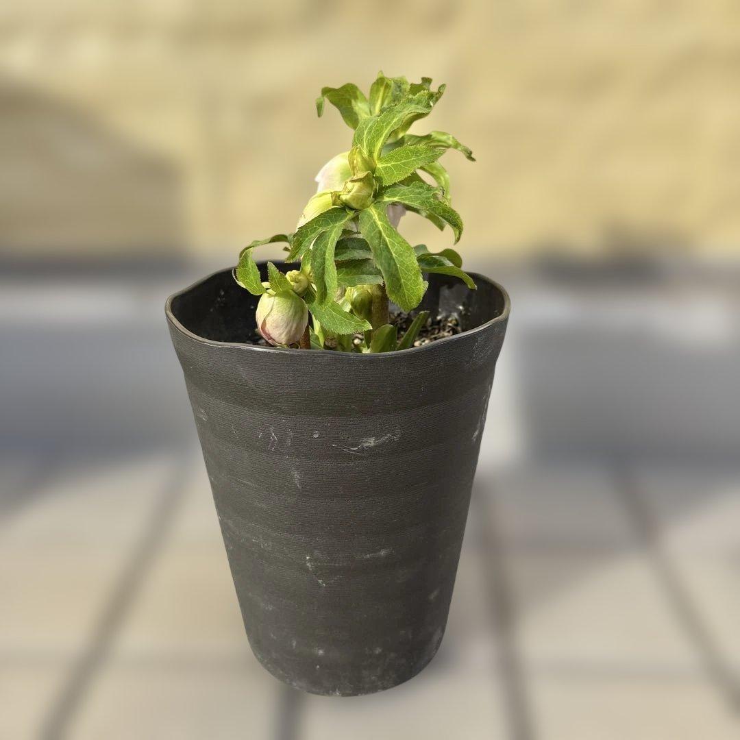 広瀬園芸　リバーシブルグラデーションピンク　クリスマスローズ　開花株　現品