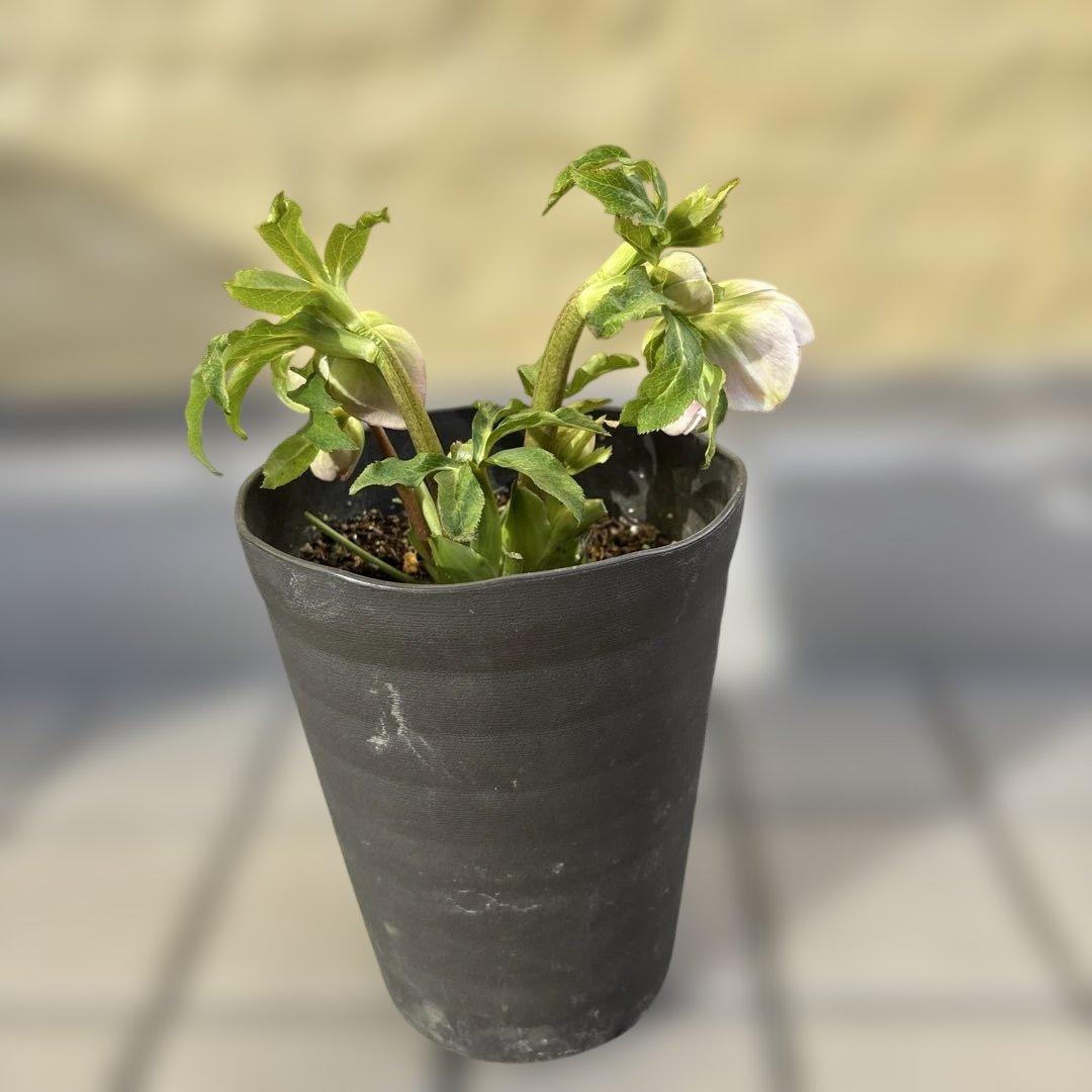 広瀬園芸　リバーシブルグラデーションピンク　クリスマスローズ　開花株　現品