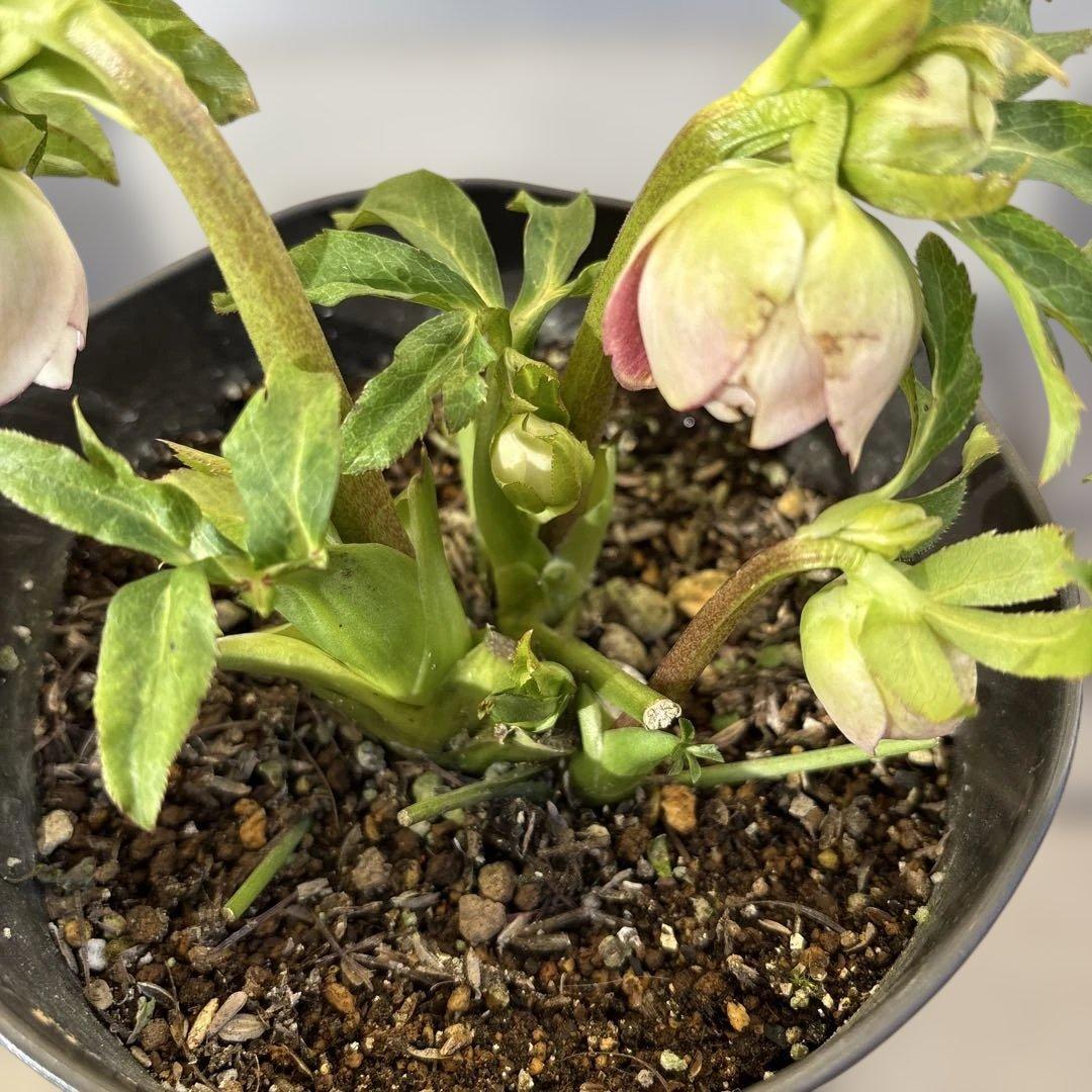 広瀬園芸　リバーシブルグラデーションピンク　クリスマスローズ　開花株　現品