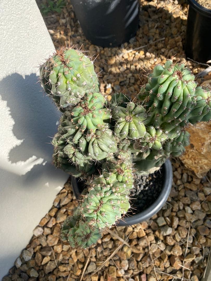 岩石獅子　サボテン