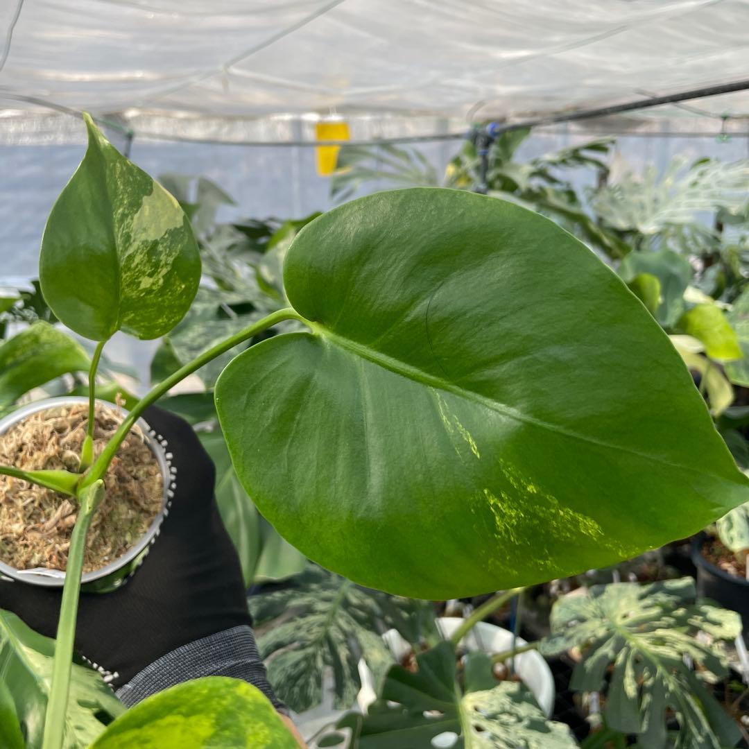 MS4 モンステラ　イエローマリリン　黄斑入り