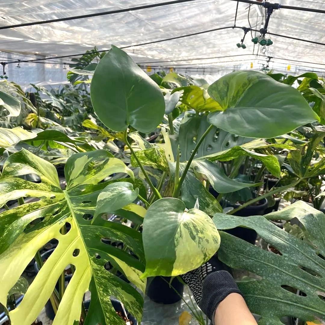 MS4 モンステラ　イエローマリリン　黄斑入り