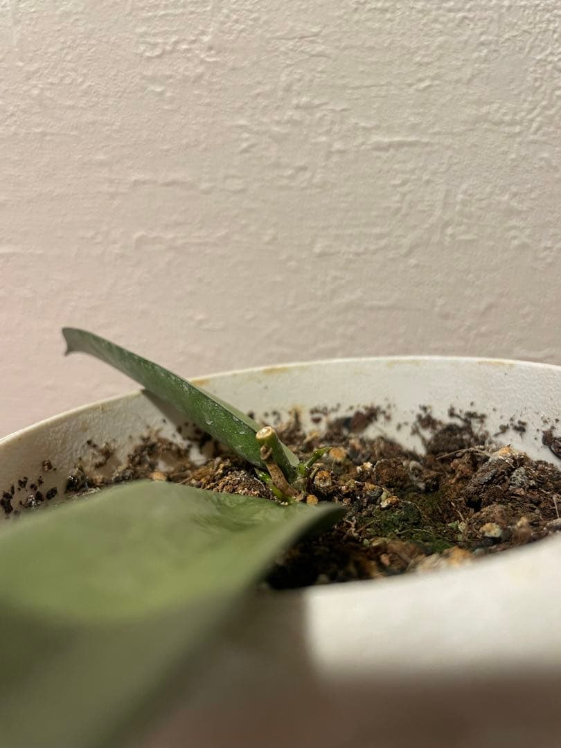 LilyページHoya mathilde variegated+ HPVS