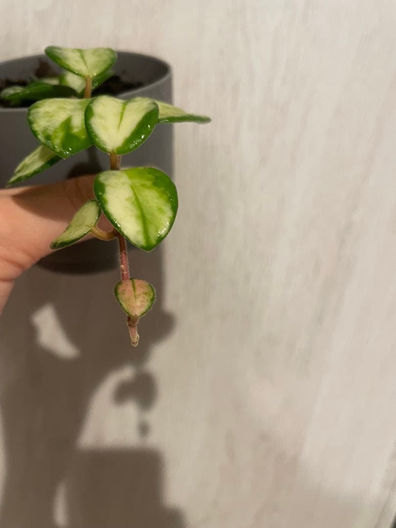 LilyページHoya mathilde variegated+ HPVS