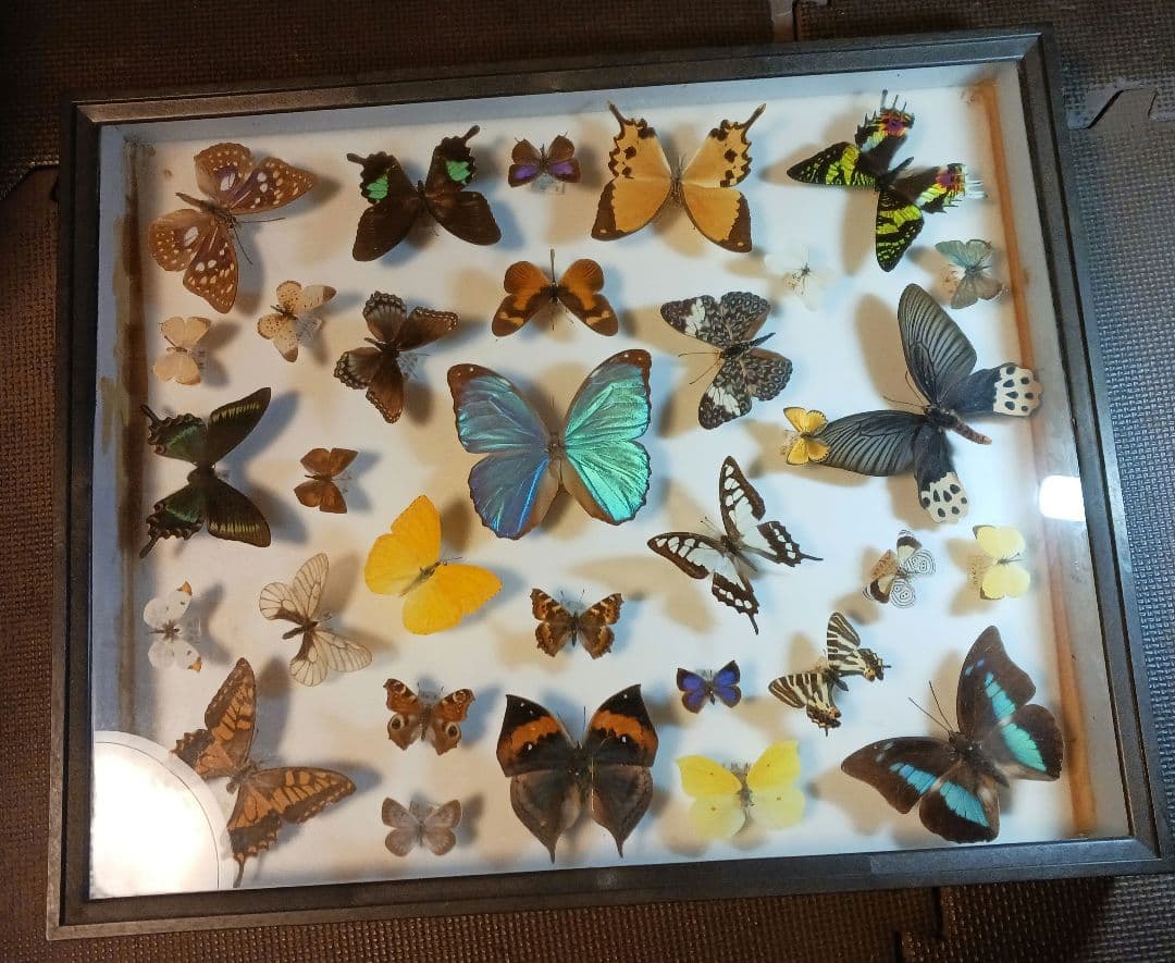 貴重！蝶の標本（多色、木製フレーム）