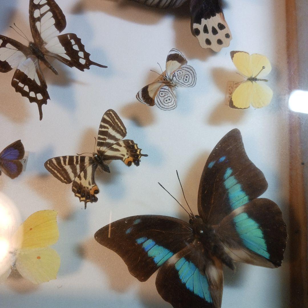 貴重！蝶の標本（多色、木製フレーム）