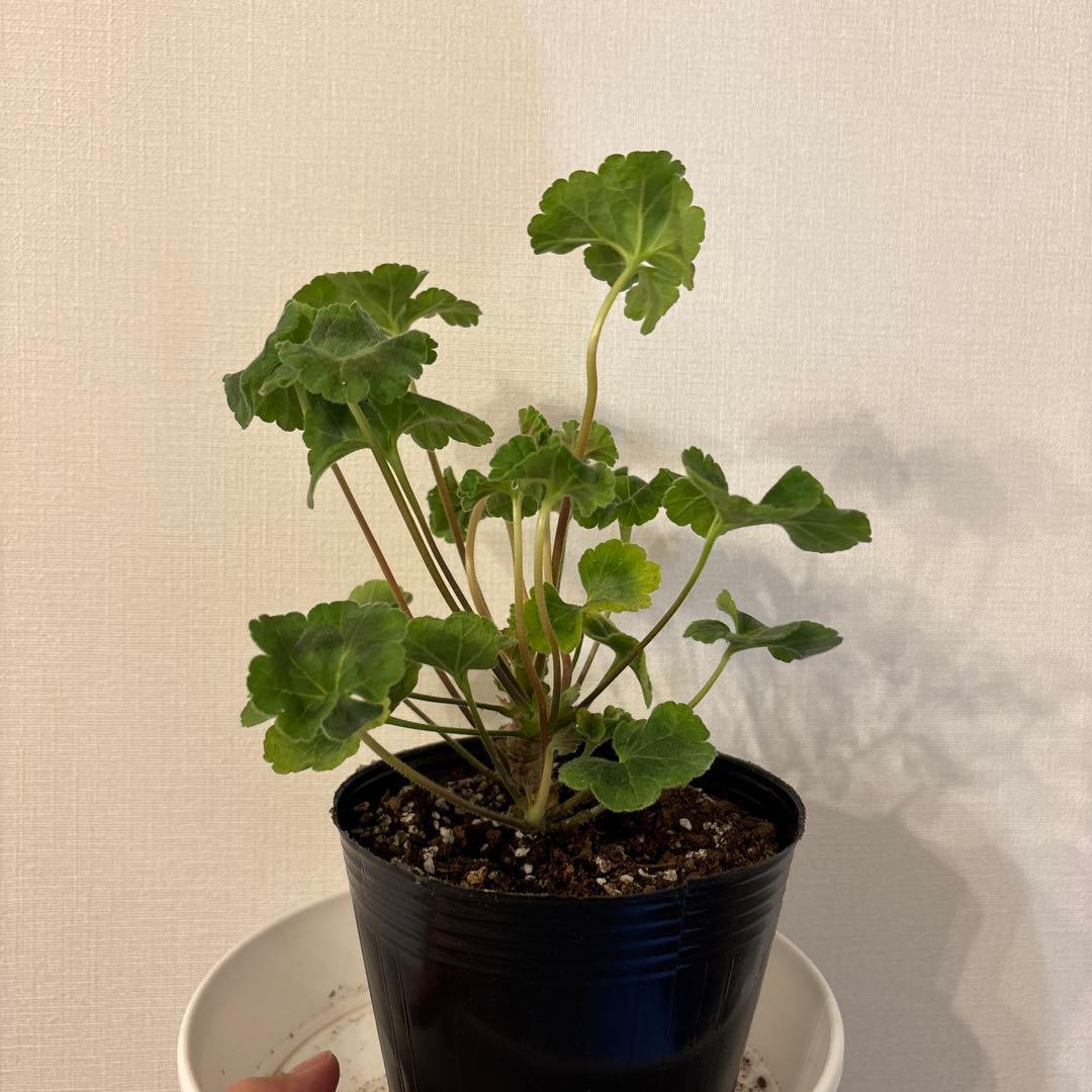 希少ゼラニウム　珍しいゼラニウム苗　レア品種ゼラニウム　Avon01