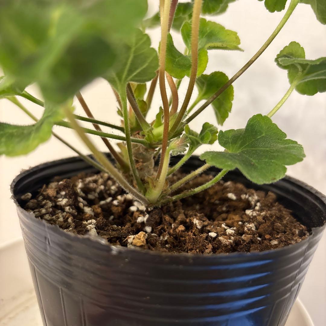 希少ゼラニウム　珍しいゼラニウム苗　レア品種ゼラニウム　Avon01