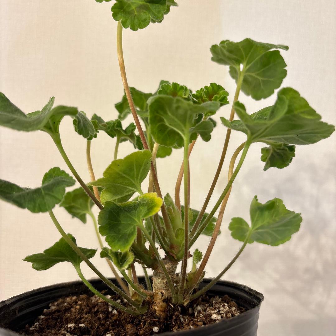 希少ゼラニウム　珍しいゼラニウム苗　レア品種ゼラニウム　Avon01