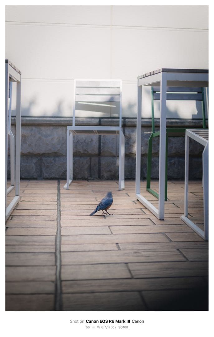 Canon EOS RP レンズキット+ RF50mm f1.8