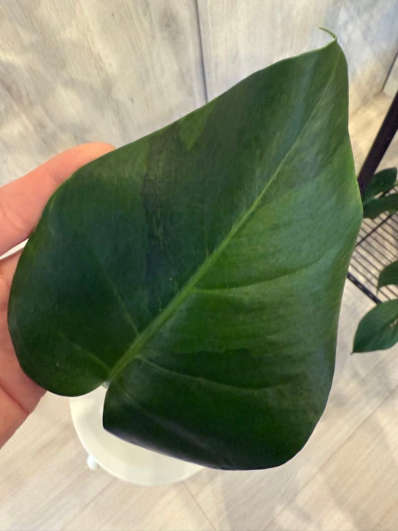 モンステラ・ポトス Monstera Mint \"Green on Green\"