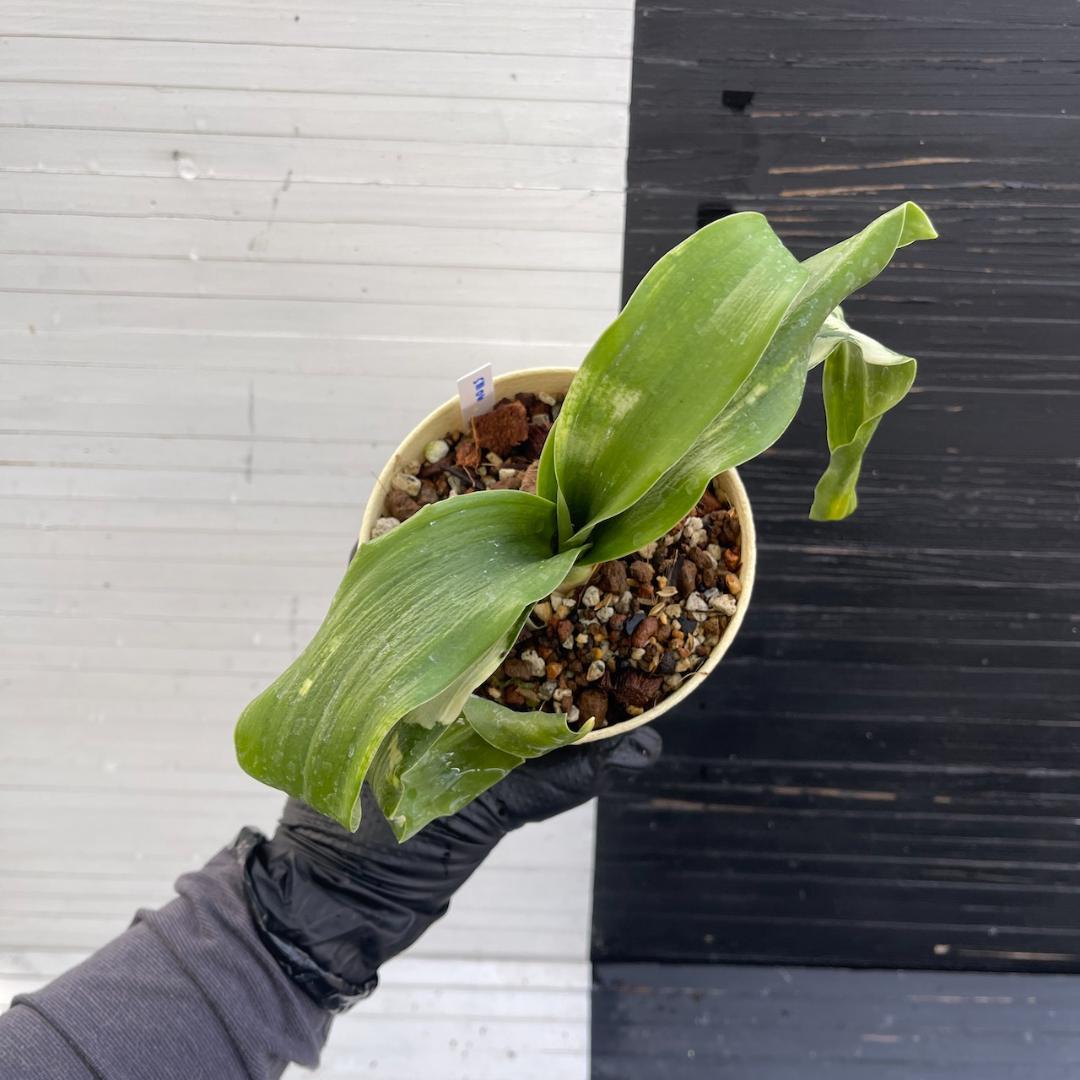 万年青　「春雪」　オモト 徳川家康　開運