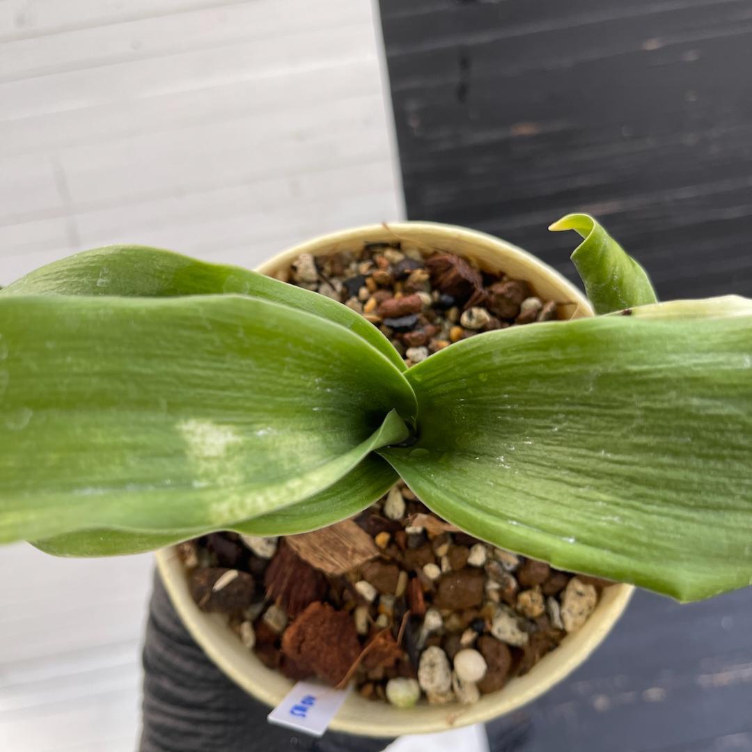 万年青　「春雪」　オモト 徳川家康　開運