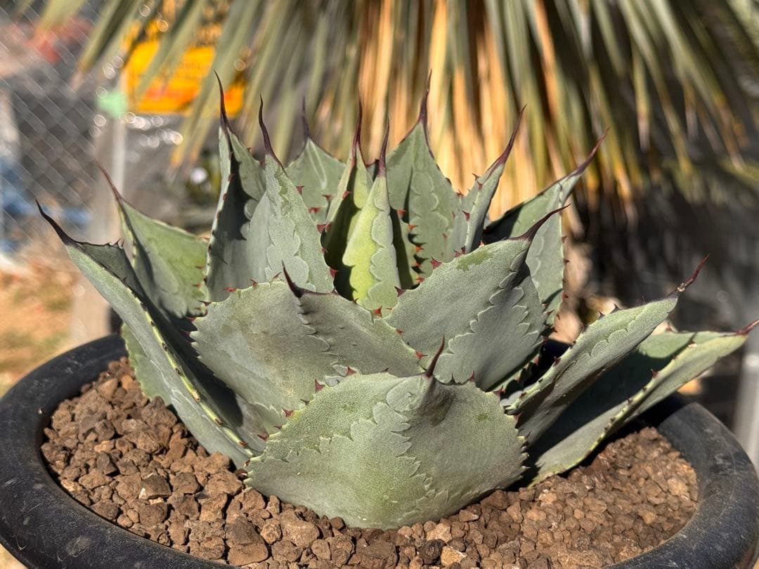 オバティフォリアエメラルド Ovatifolia〝Emerald″ レア種