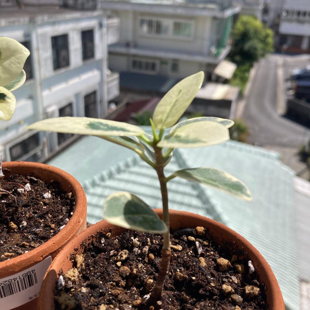 メ*ル様 【11】2年目実生株に接木をした「斑入りパンダガジュマル」