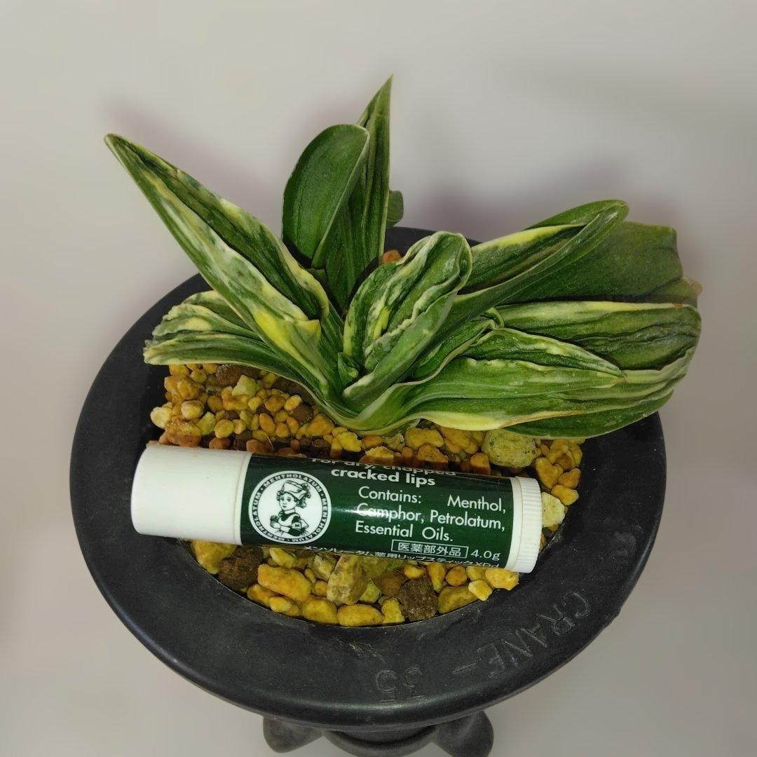 万年青〔力和〕子付