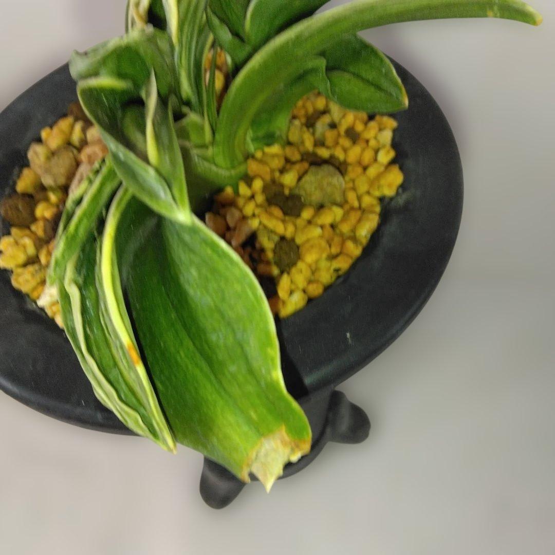 万年青〔力和〕子付