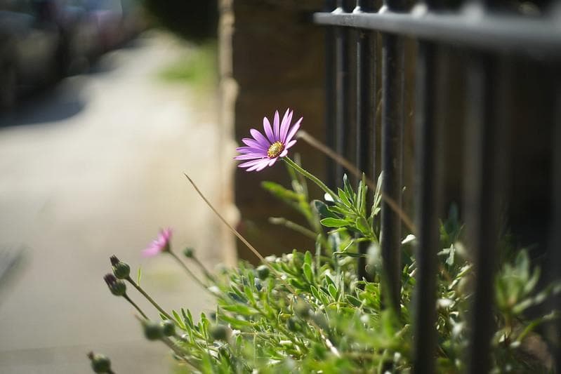 78　新品同様　希少ヘリオス　77M-4　ぐるぐるボケレンズ　　M42