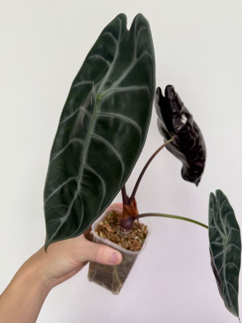 アロカシア5種+リーガルシールズオーレア斑入り小芋１つ