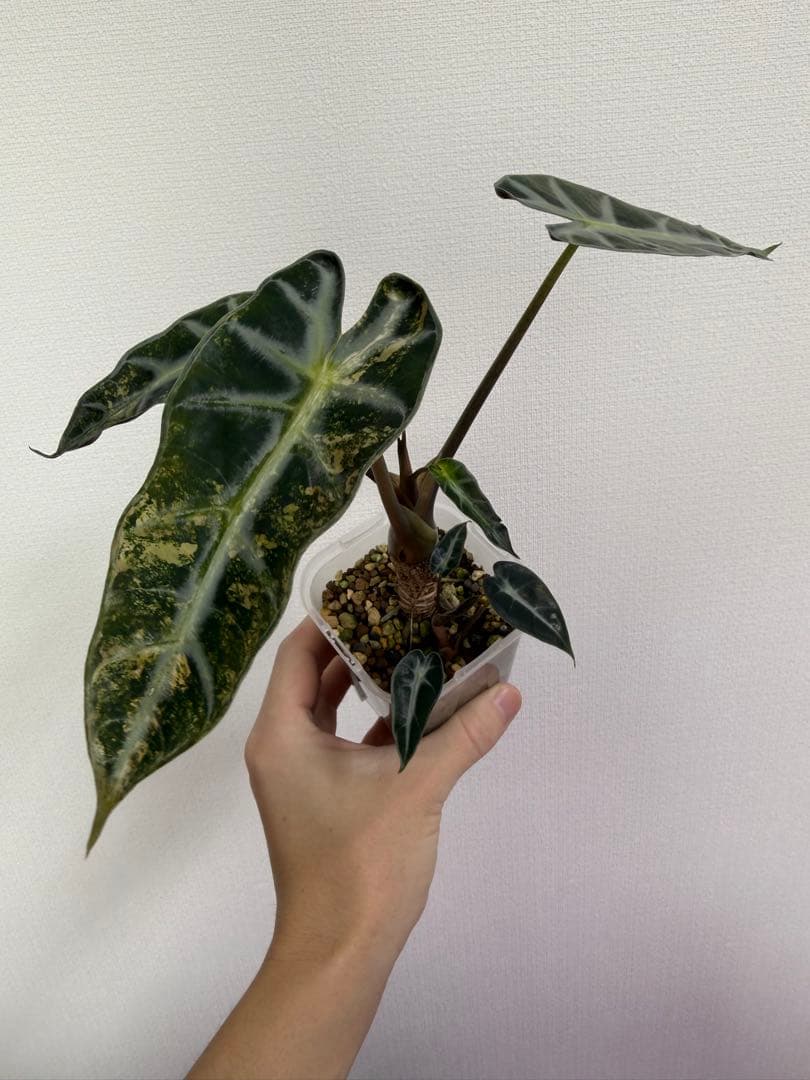 アロカシア5種+リーガルシールズオーレア斑入り小芋１つ