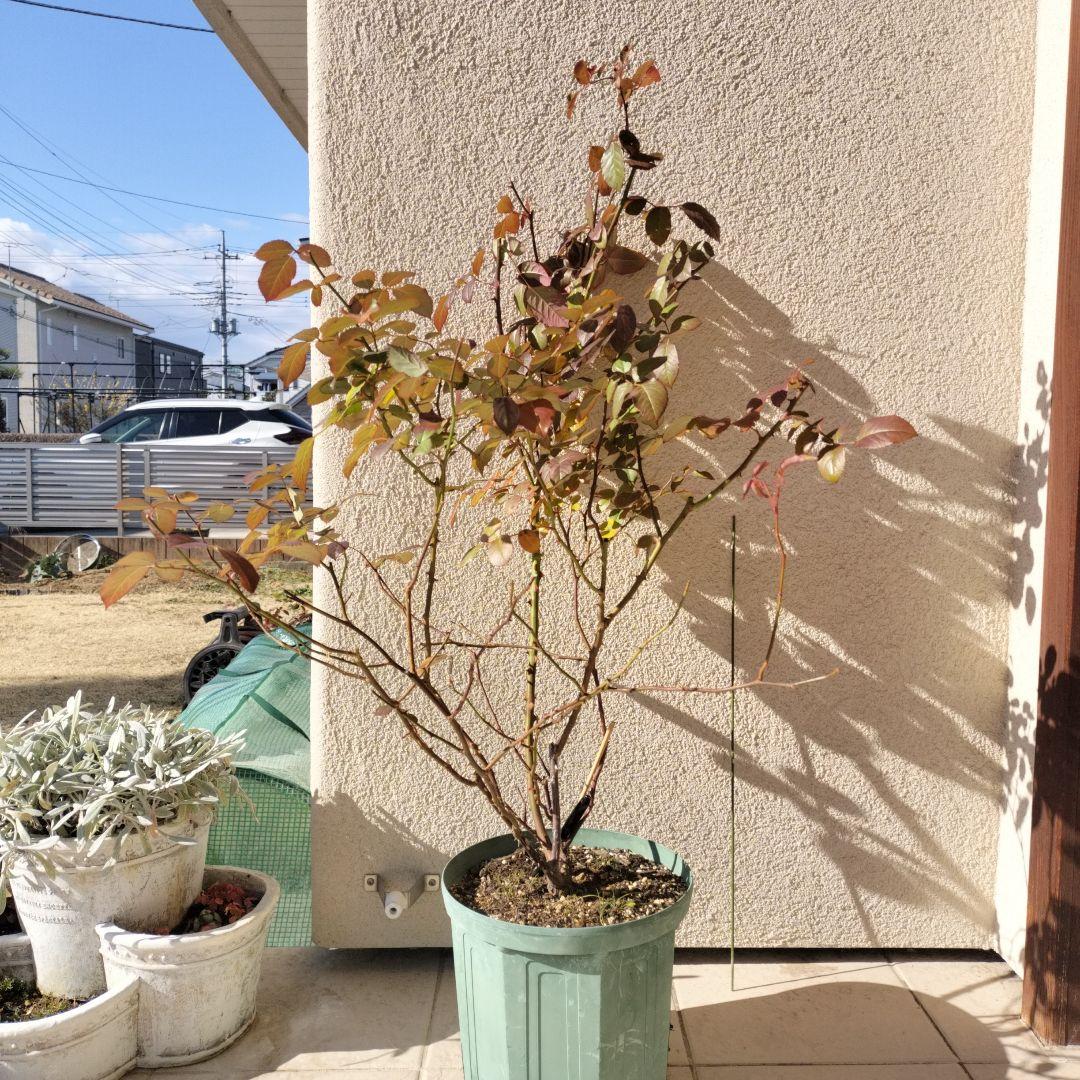 和バラ　あお〇　接木大苗　入手困難　希少　四季咲き　バラ　苗