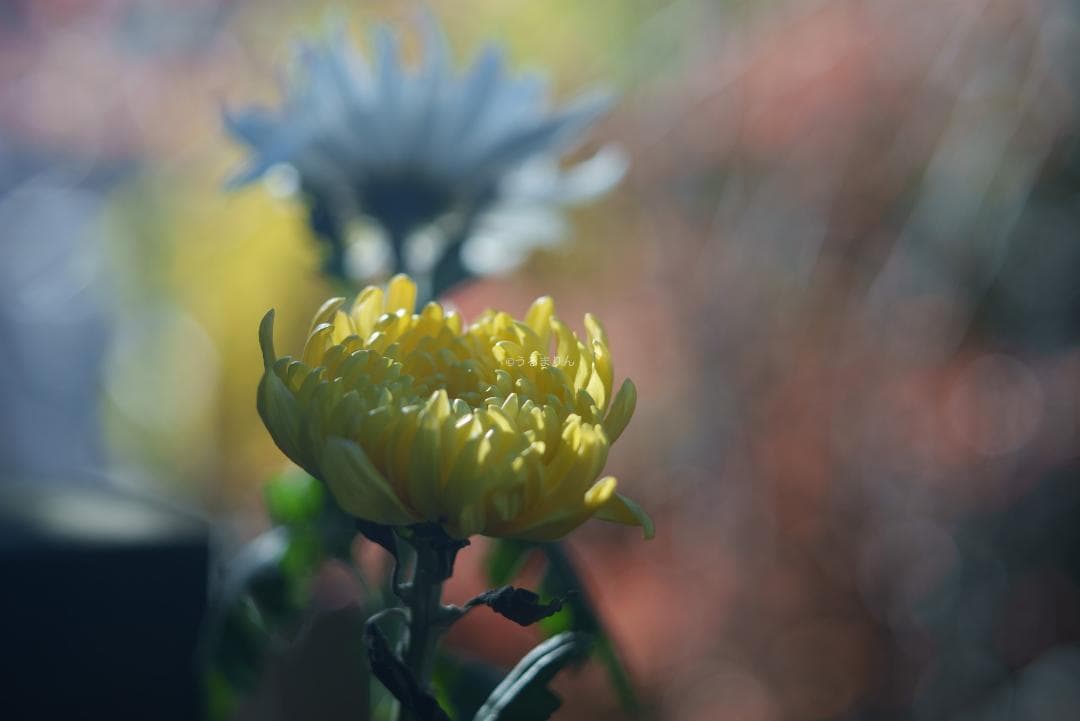 良品！木村文乃使用モデル！Leica Elmarit 90mm F2.8