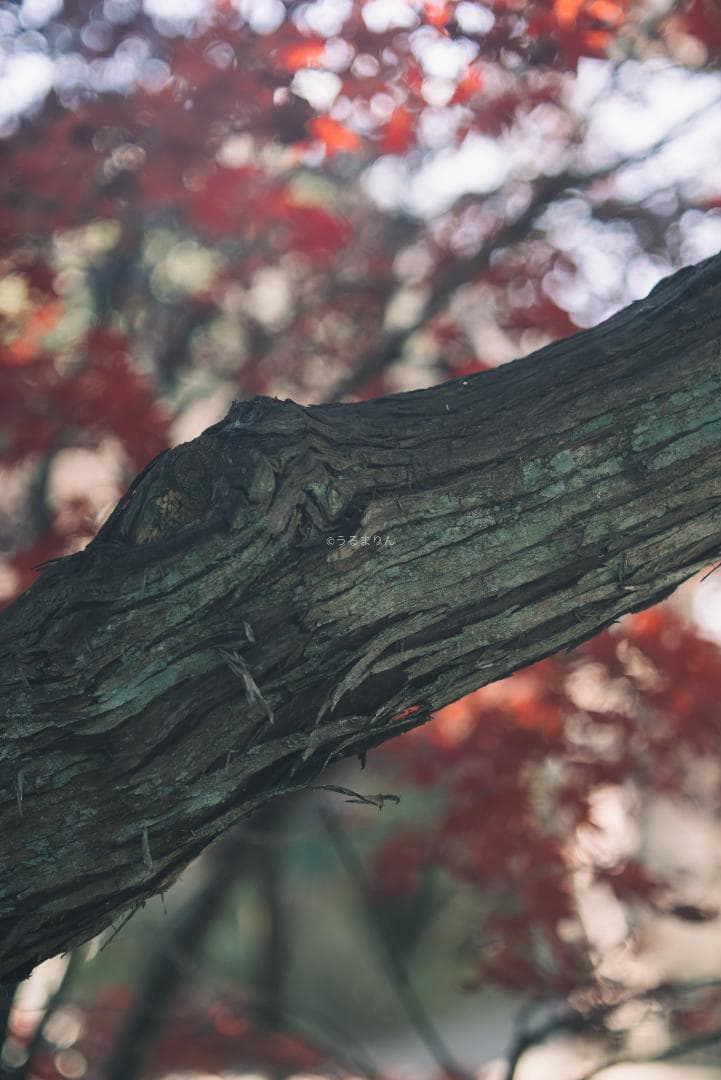 良品！木村文乃使用モデル！Leica Elmarit 90mm F2.8