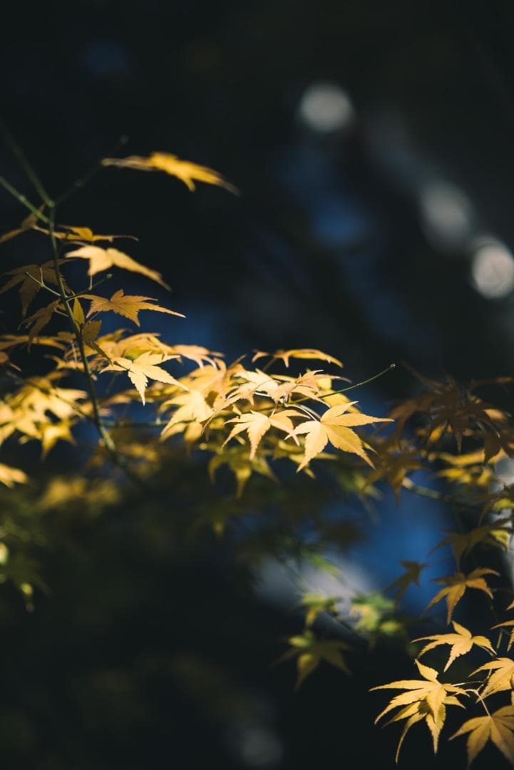 良品！木村文乃使用モデル！Leica Elmarit 90mm F2.8