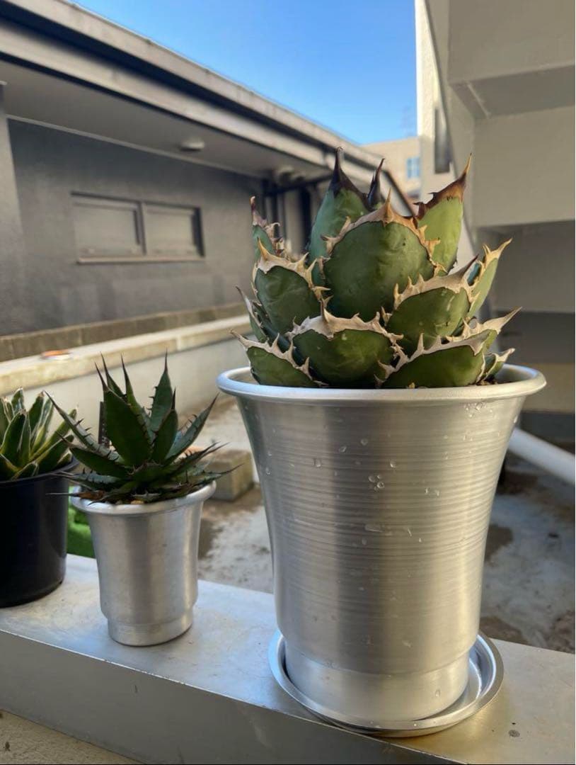 【極上高級株】アガベ チタノタ イラン産　シャーク 大型 アルミニウム鉢付