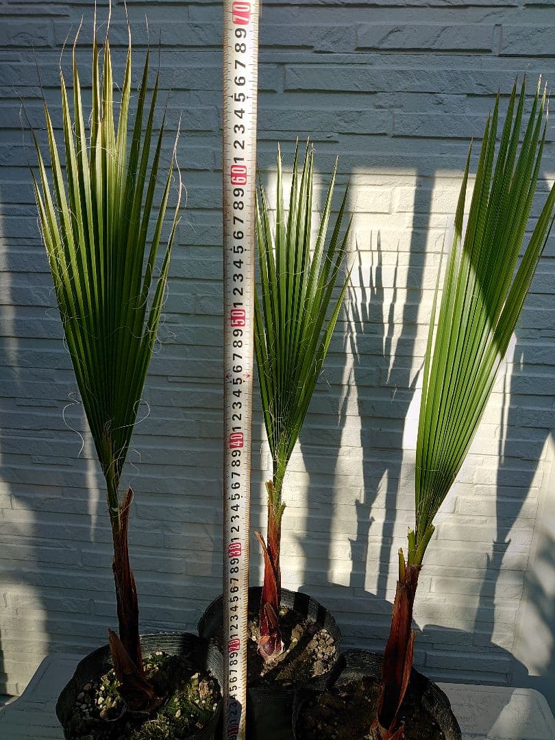 ワシントンヤシ ３本セット