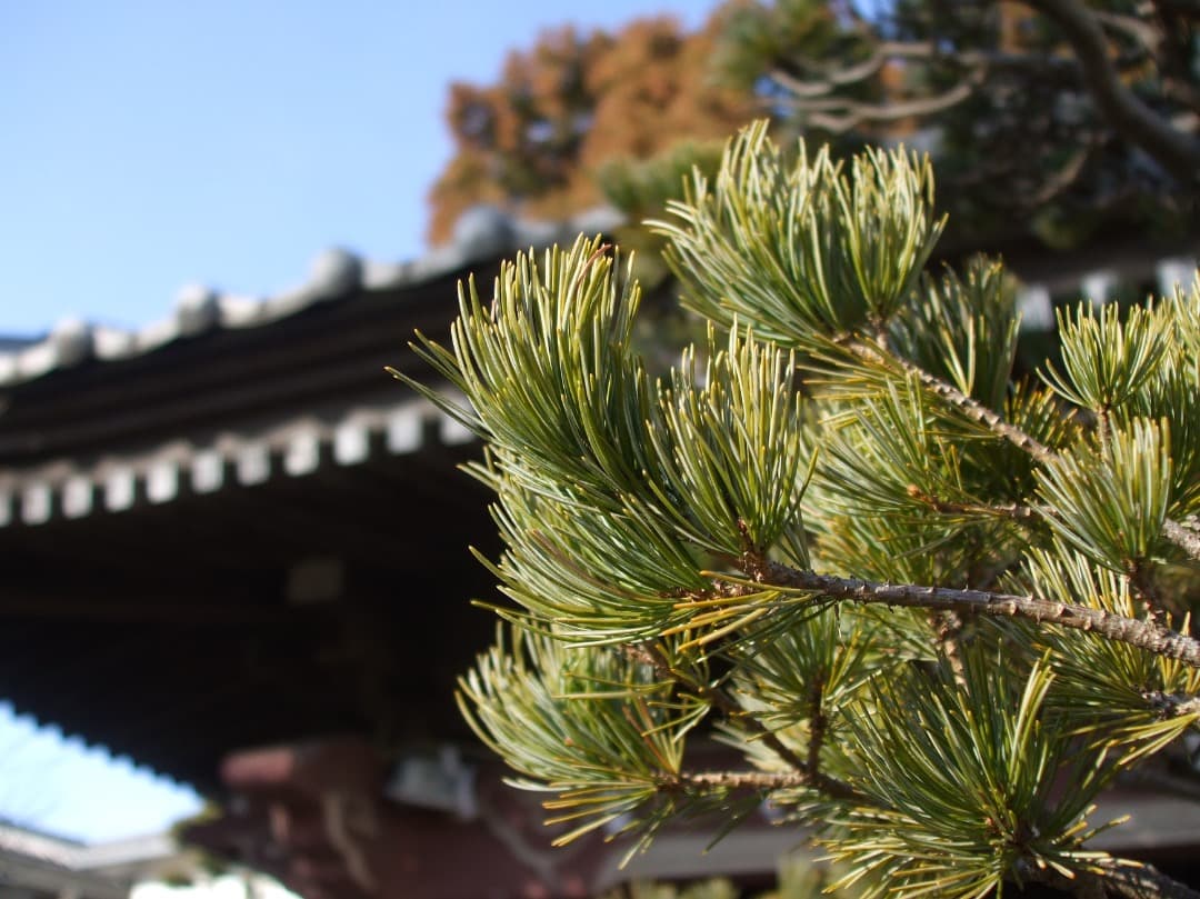 実写美⭕️良品【動作確認済み】FUJIFILM FinePix A900