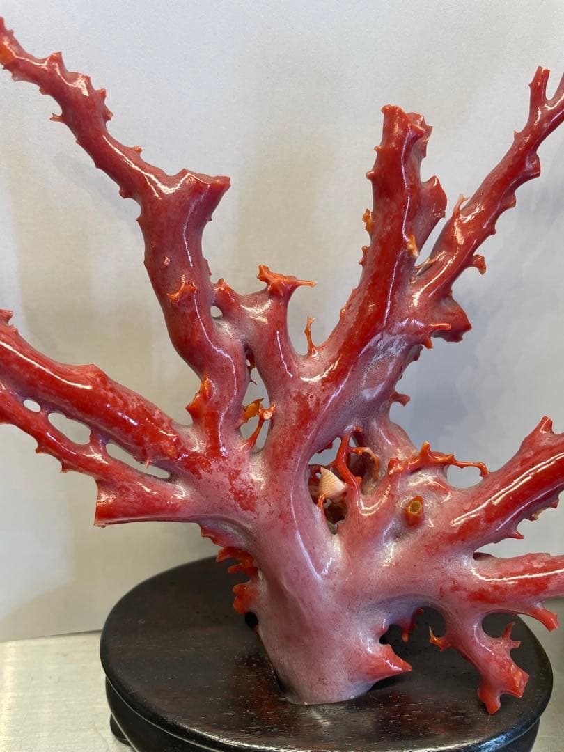 赤珊瑚　原本　サンゴ　置物　オブジェ