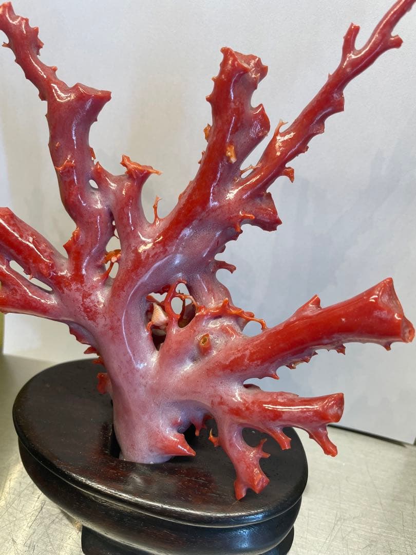 赤珊瑚　原本　サンゴ　置物　オブジェ