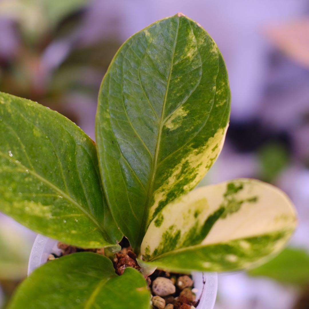 その他観葉植物 Anthurium Hookeri Sweeta Pink Polkadot