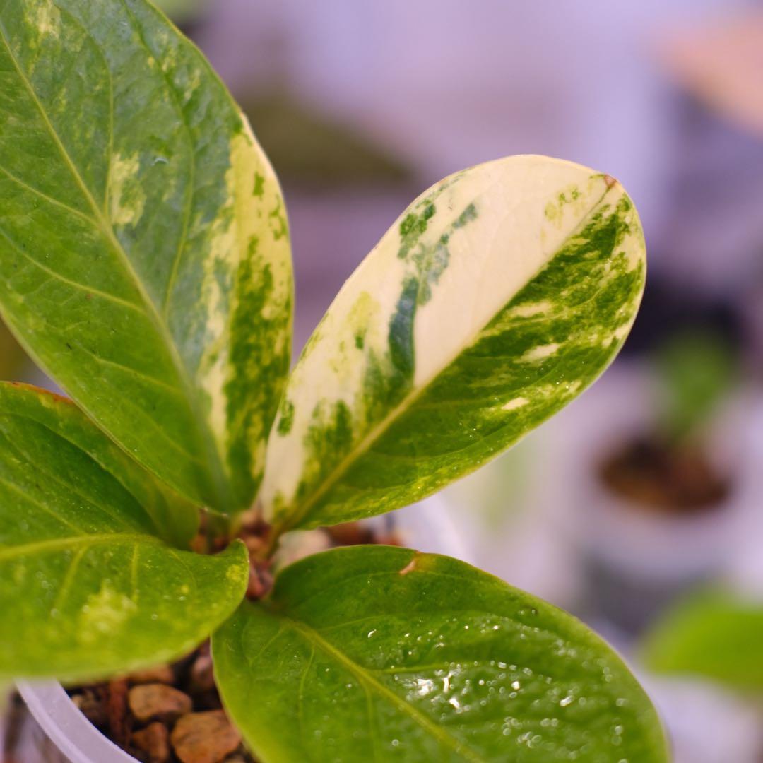 その他観葉植物 Anthurium Hookeri Sweeta Pink Polkadot