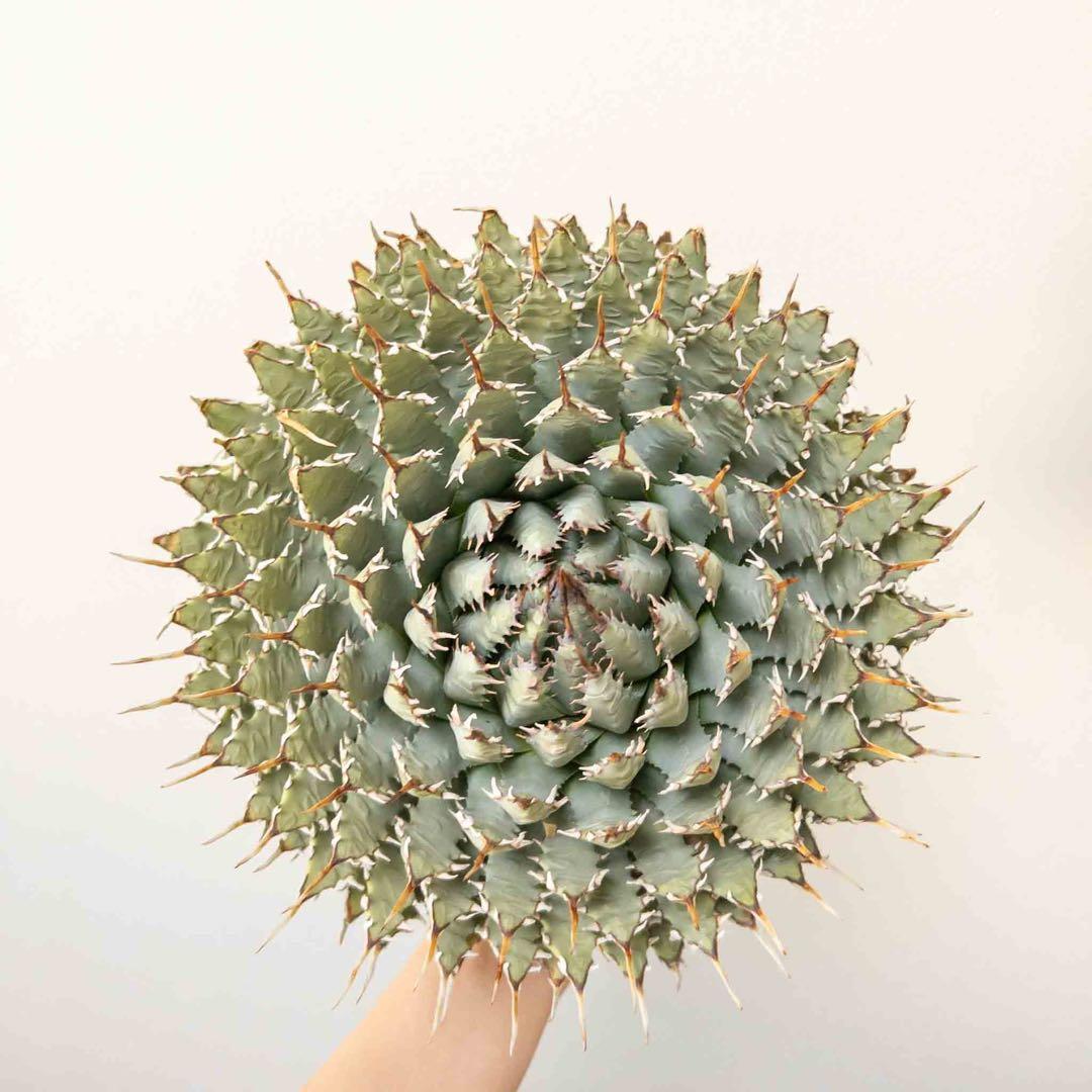 【目玉商品】 ユタエンシス エボリスピナ 現地株 ベアルート 陽炎 アガベ