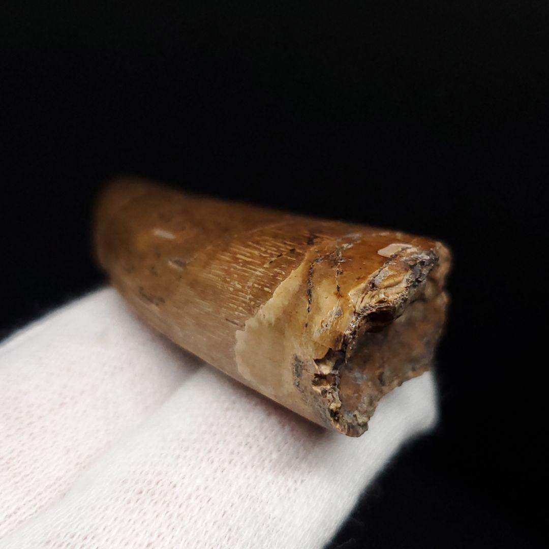 極上 アベリサウルス 歯 本物 化石 恐竜 モロッコ産 mm  fr137