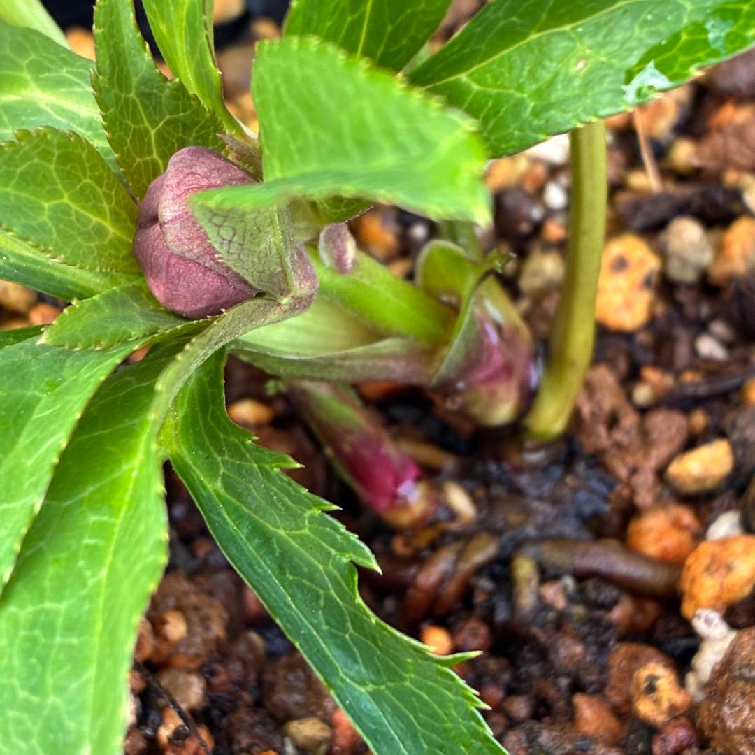 の*ん様 ☘️蕾付き☘️3305⭐️小輪⭐️超多弁⭐️アンティークカラー⭐️広瀬