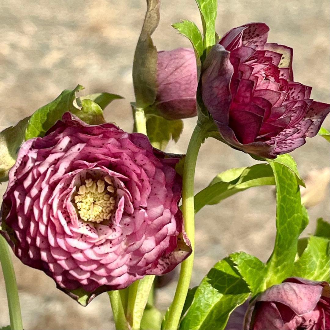 の*ん様 ☘️蕾付き☘️3305⭐️小輪⭐️超多弁⭐️アンティークカラー⭐️広瀬