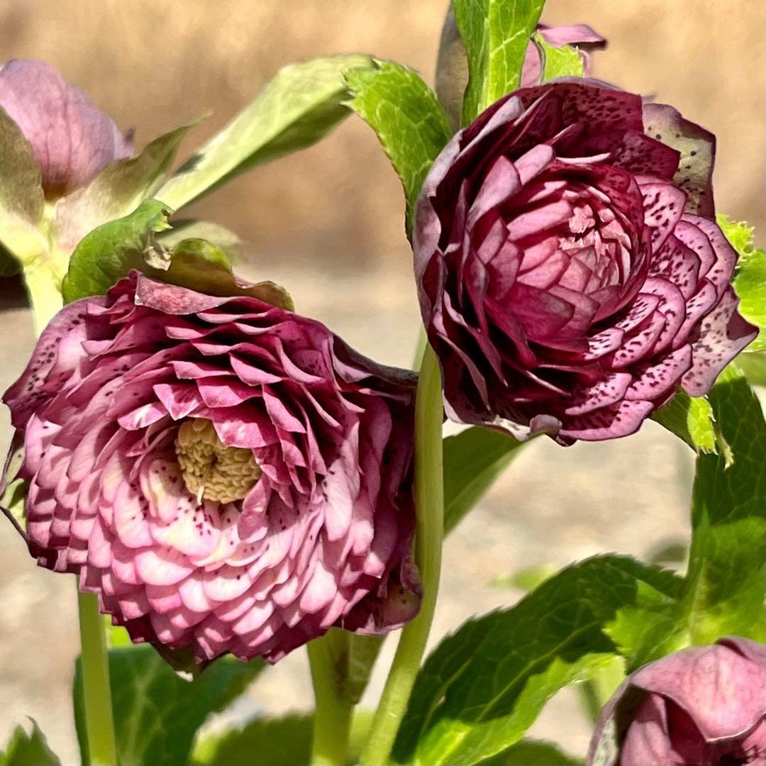 の*ん様 ☘️蕾付き☘️3305⭐️小輪⭐️超多弁⭐️アンティークカラー⭐️広瀬