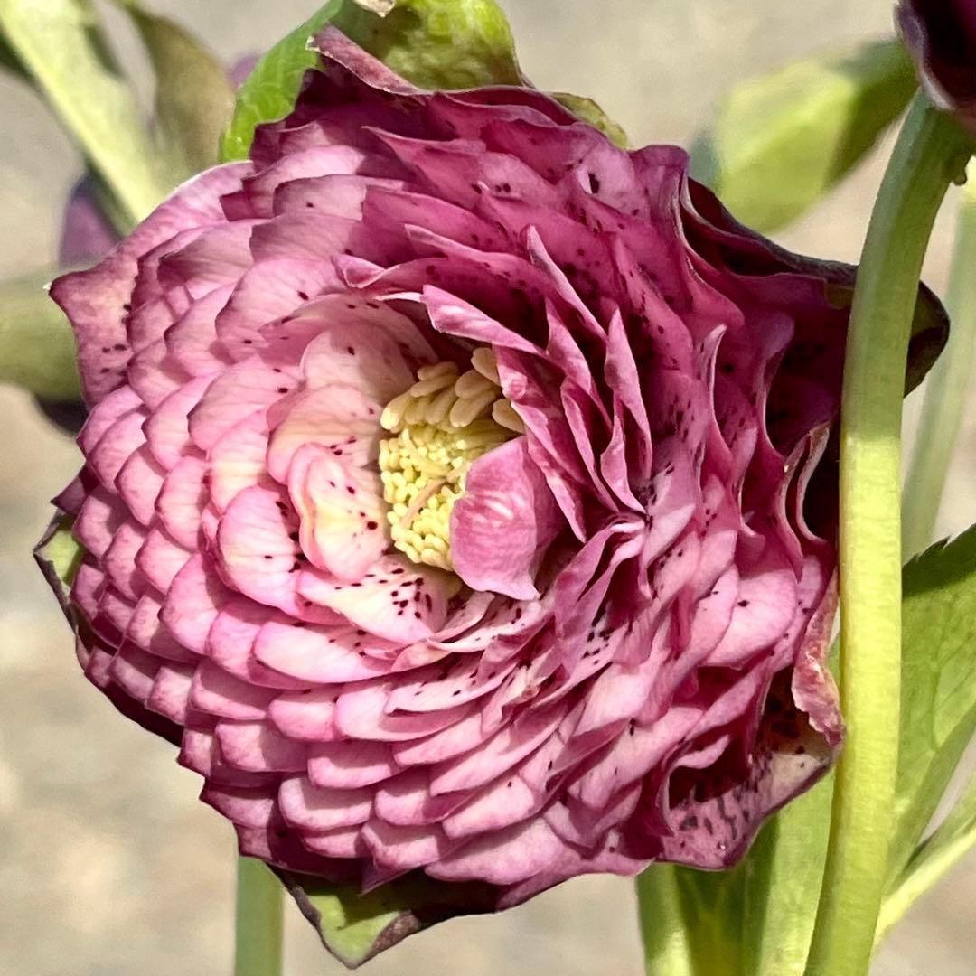 の*ん様 ☘️蕾付き☘️3305⭐️小輪⭐️超多弁⭐️アンティークカラー⭐️広瀬