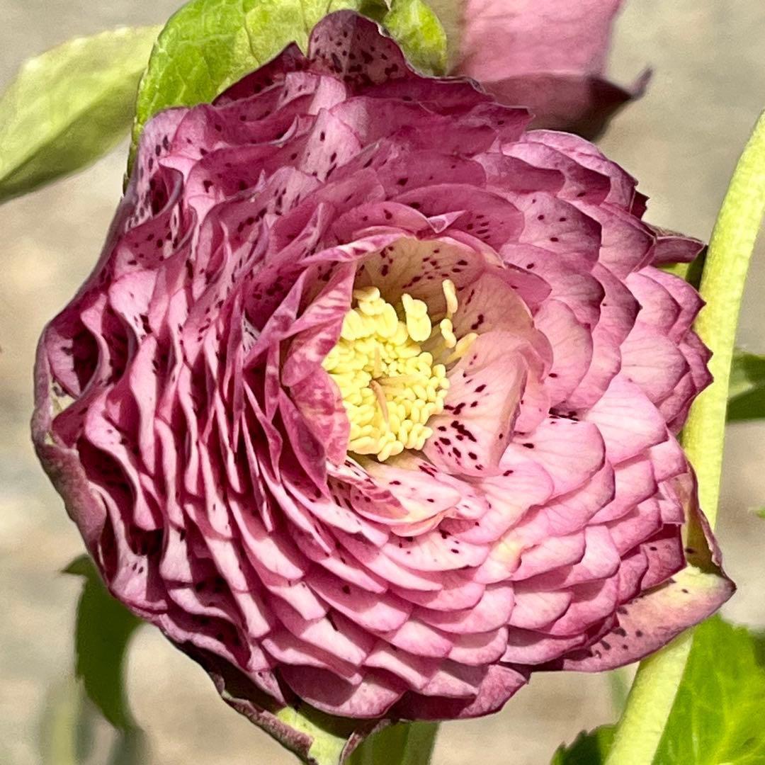 の*ん様 ☘️蕾付き☘️3305⭐️小輪⭐️超多弁⭐️アンティークカラー⭐️広瀬