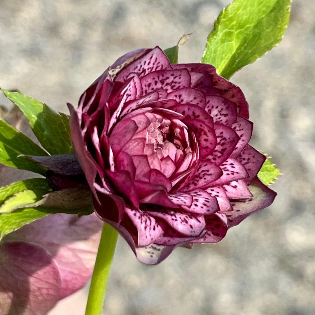 の*ん様 ☘️蕾付き☘️3305⭐️小輪⭐️超多弁⭐️アンティークカラー⭐️広瀬