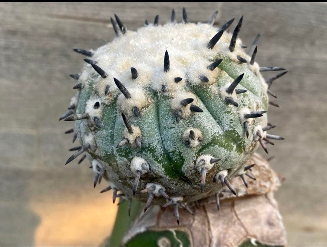 コピアポア　佐野短刺黒王丸　モンストローサ　シネレア