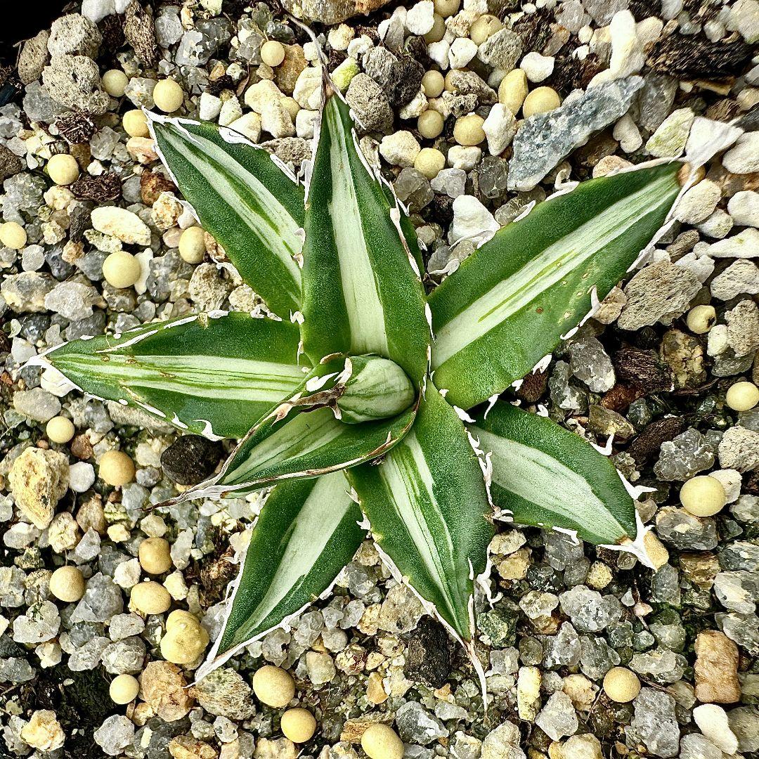 O40 多肉植物アガベ　ホリダ horrida  特殊錦 希少錦 鮮明錦 黄中斑