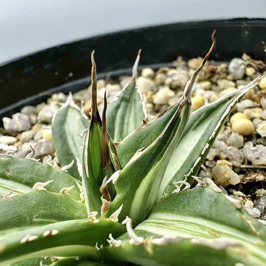 O40 多肉植物アガベ　ホリダ horrida  特殊錦 希少錦 鮮明錦 黄中斑