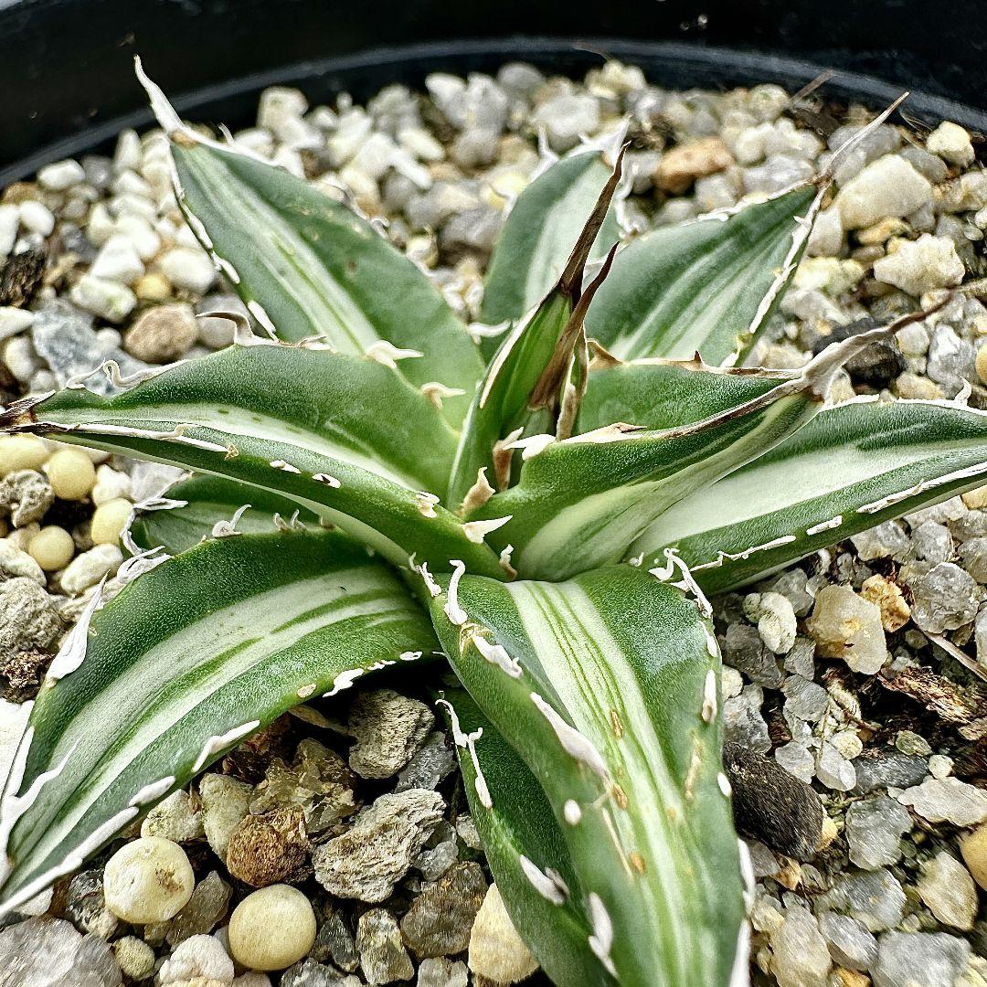 O40 多肉植物アガベ　ホリダ horrida  特殊錦 希少錦 鮮明錦 黄中斑