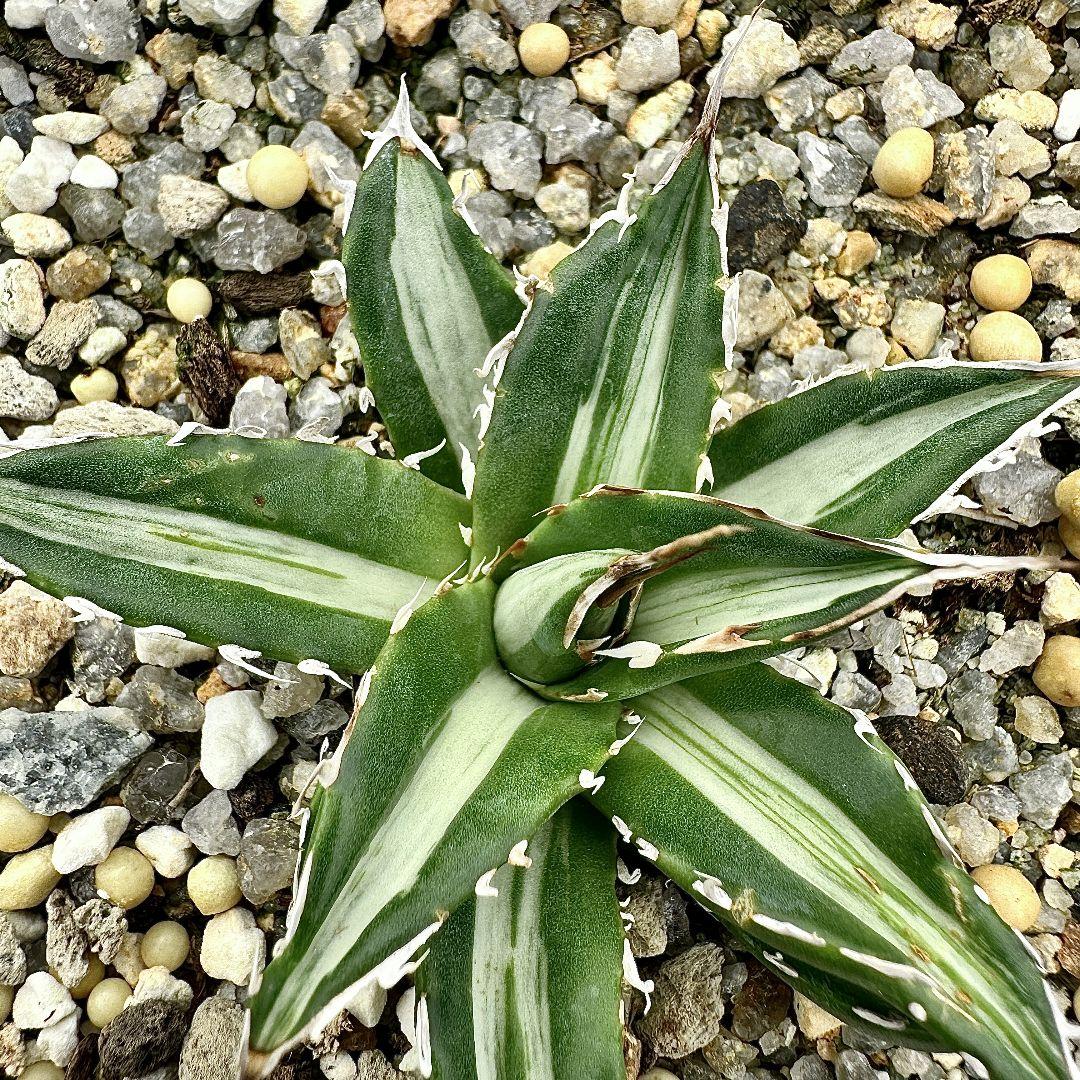 O40 多肉植物アガベ　ホリダ horrida  特殊錦 希少錦 鮮明錦 黄中斑