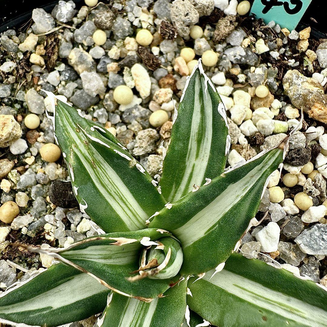 O40 多肉植物アガベ　ホリダ horrida  特殊錦 希少錦 鮮明錦 黄中斑